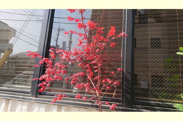 浦和でお洒落な居酒屋なら和つき 出猩々もみじ 和つき 公式 浦和の居酒屋 和つきはブログを定期的に更新しております